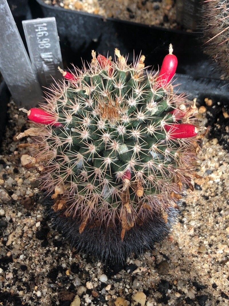 Mammillaria heyderi — search result for 'Mammillaria'