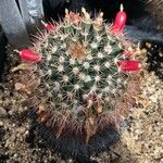 Mammillaria heyderi