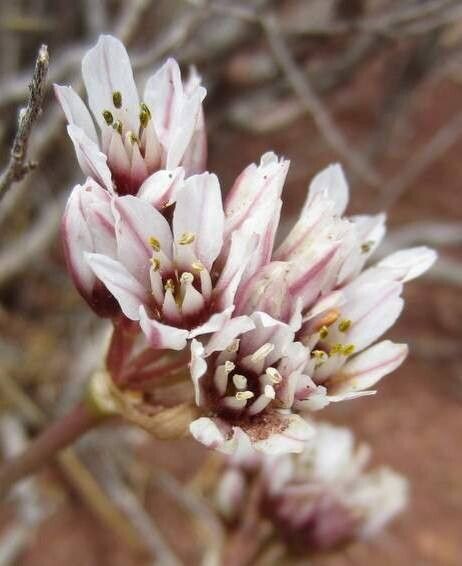 Nothoscordum andicola — related species from the same genus