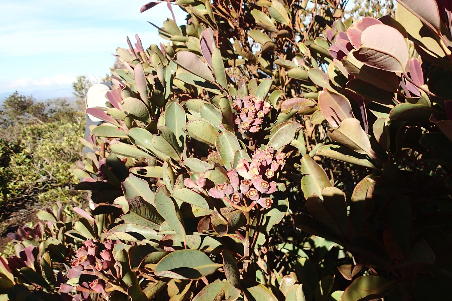 Syzygium kriegeri fruit