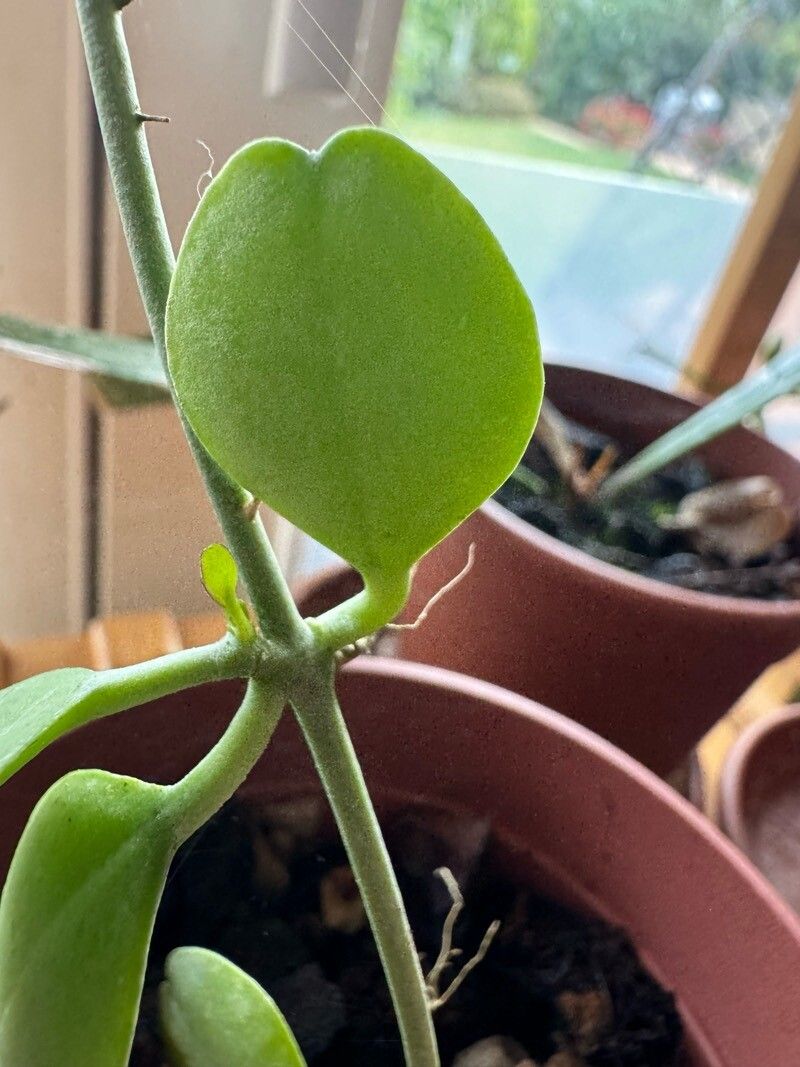 Dischidia merrillii — search result for 'Dischidia'