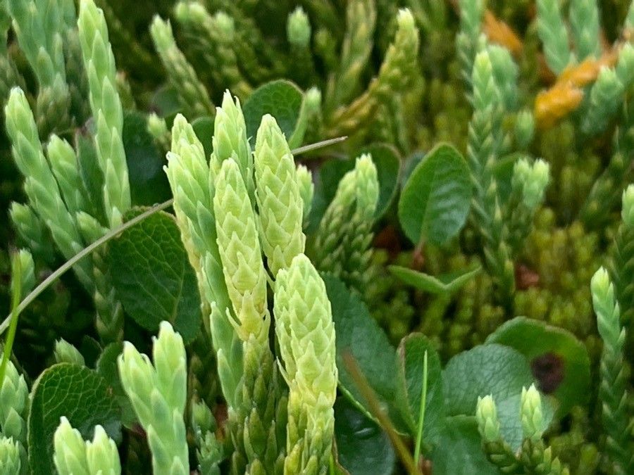 Lycopodium alpinum flower