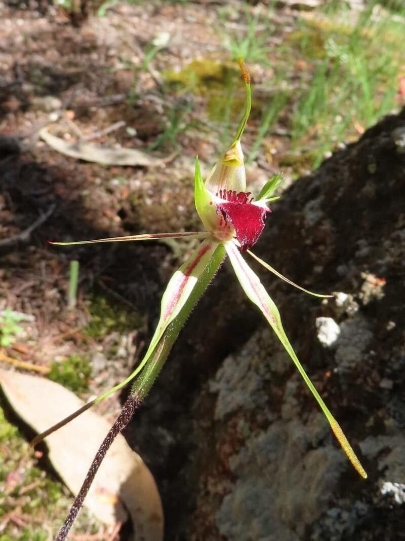 Caladenia atrovespa flower