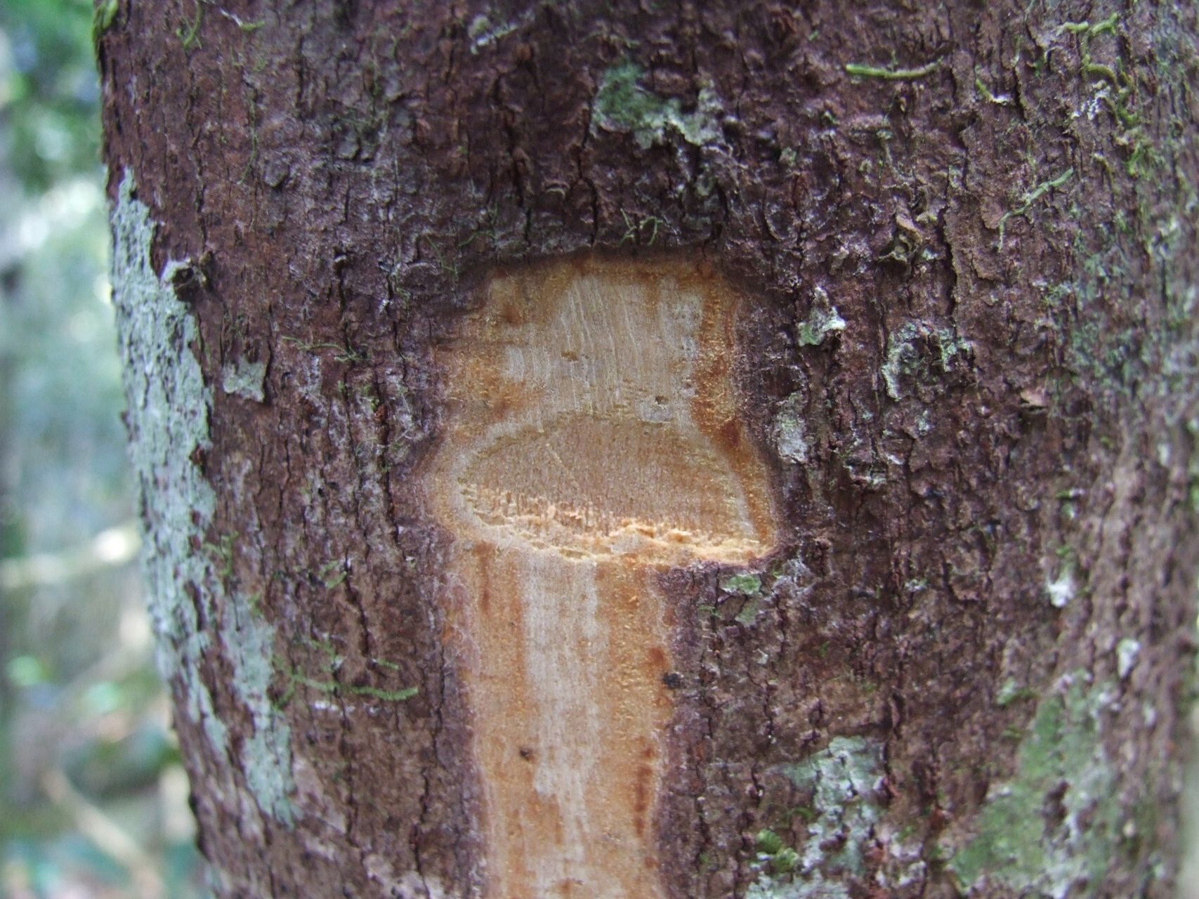 Cryptocarya barrabeae bark