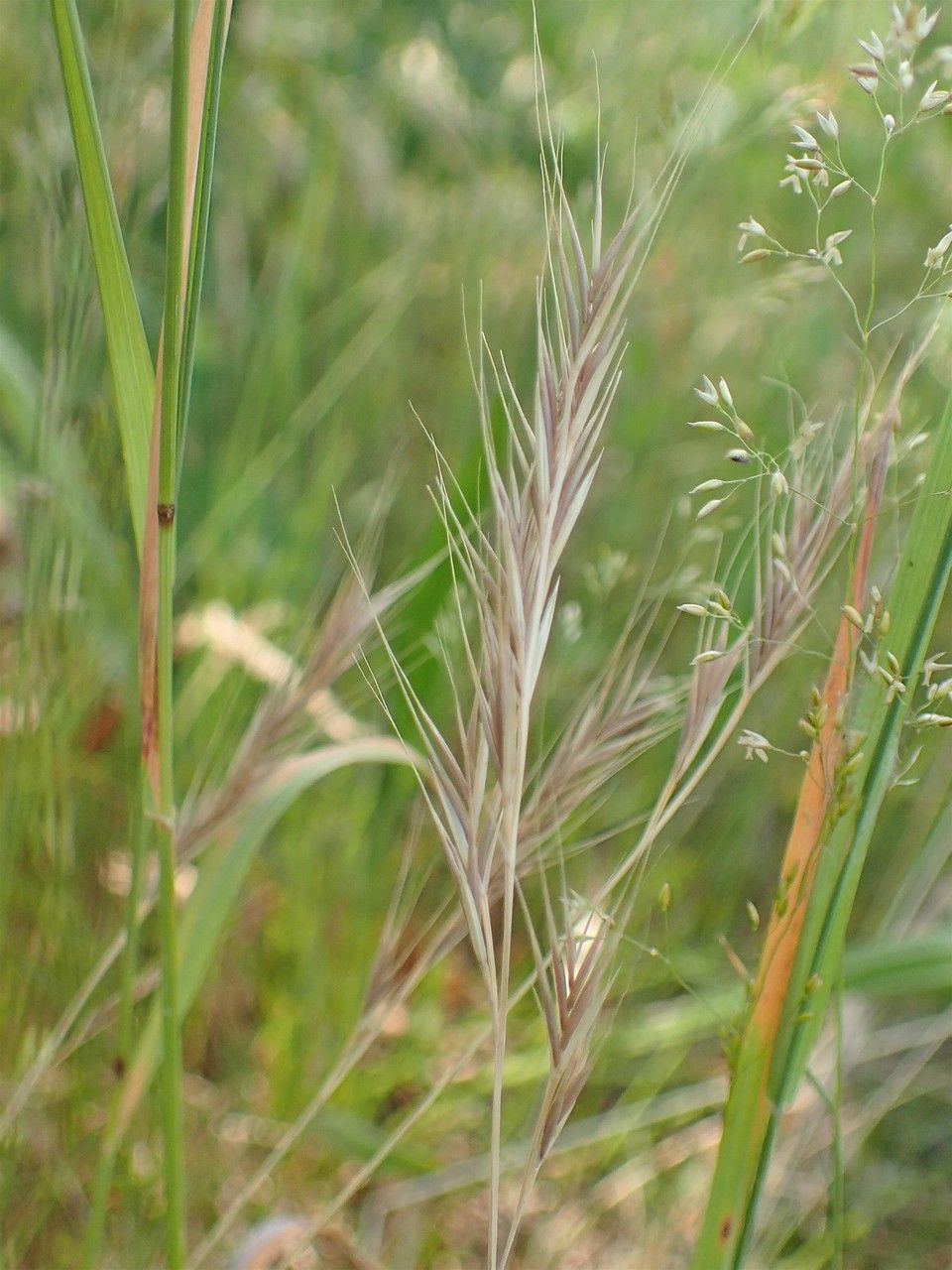 Vulpia bromoides fruit