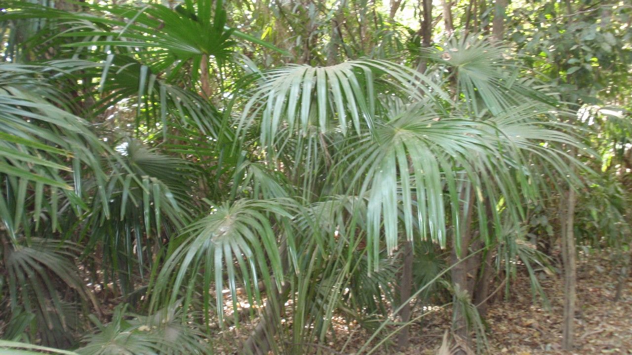 Livistona humilis leaf