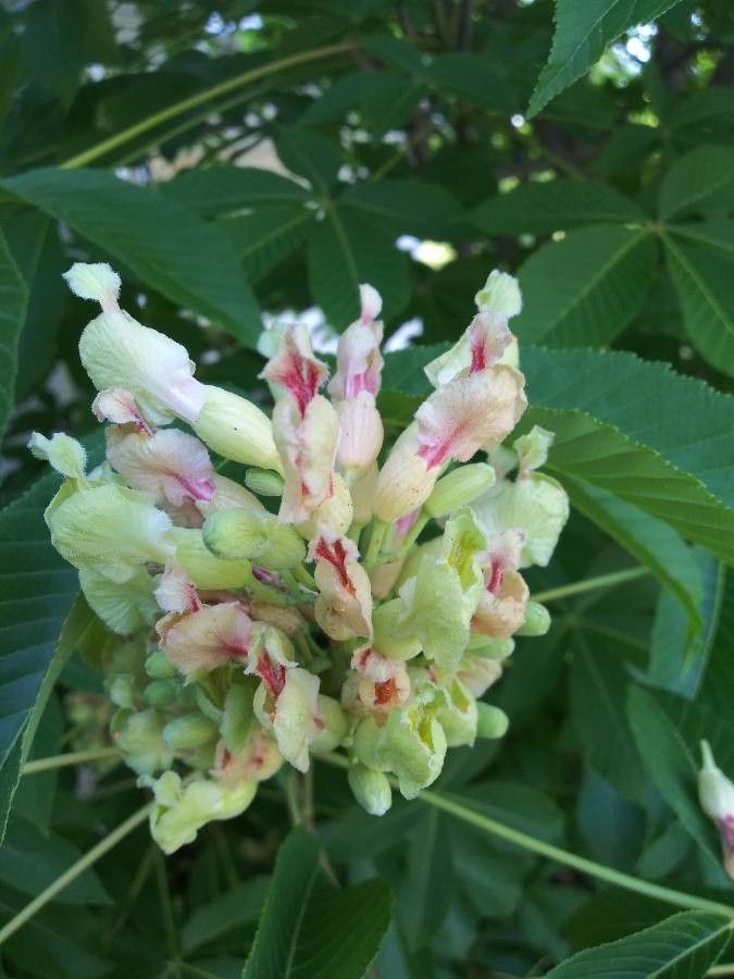 Aesculus sylvatica flower