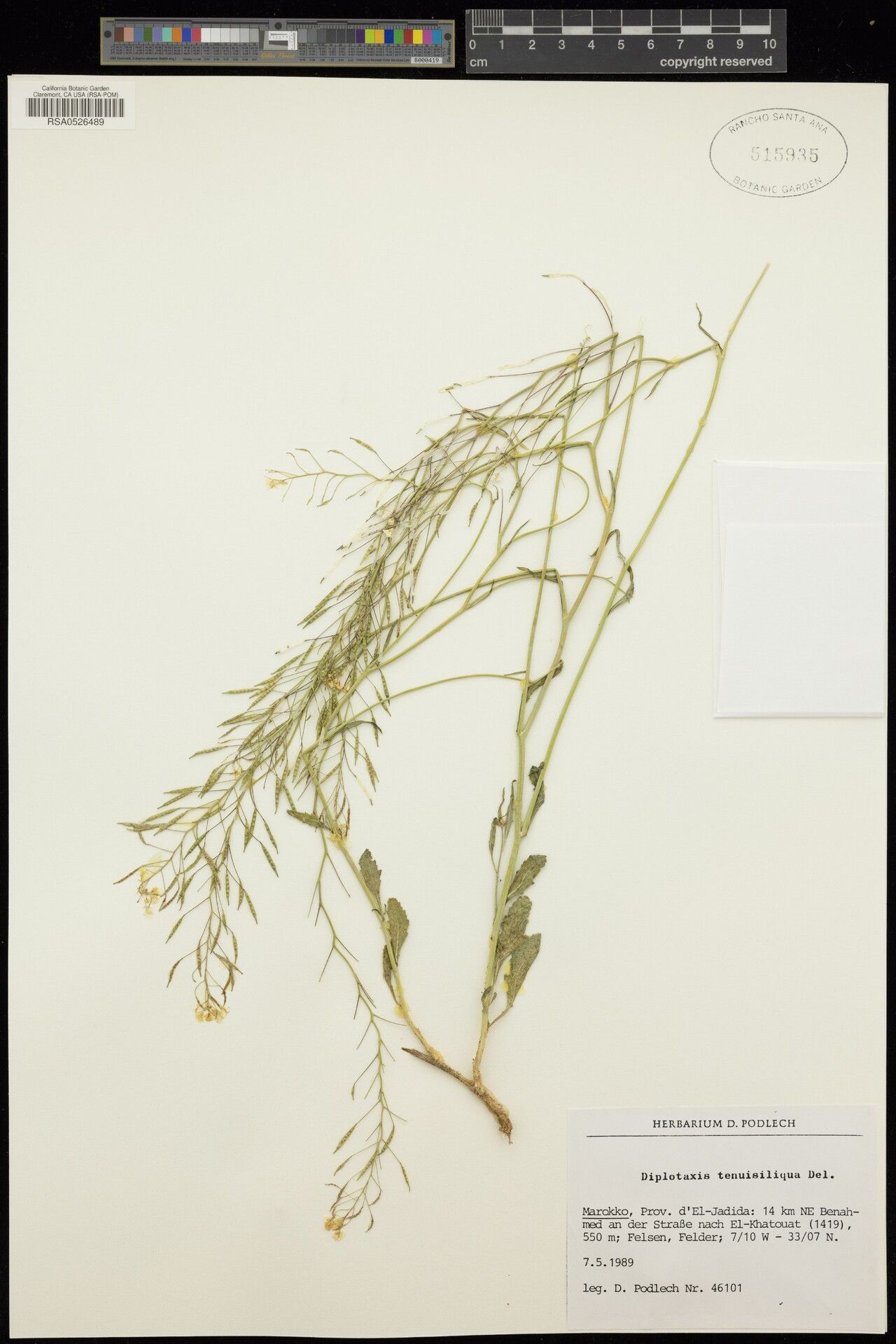 Diplotaxis tenuisiliqua — search result for 'Diplotaxis'