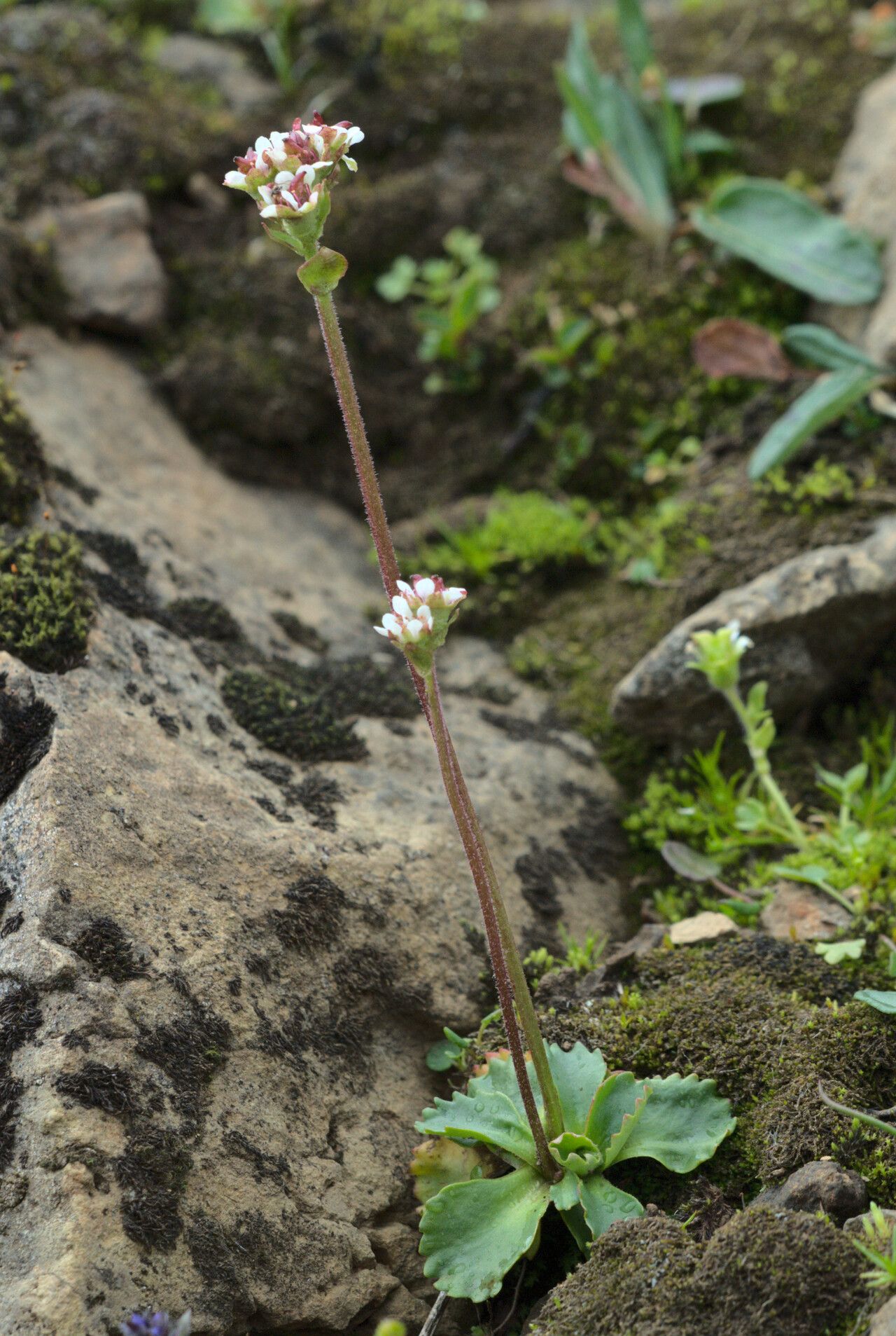 Micranthes nivalis habit