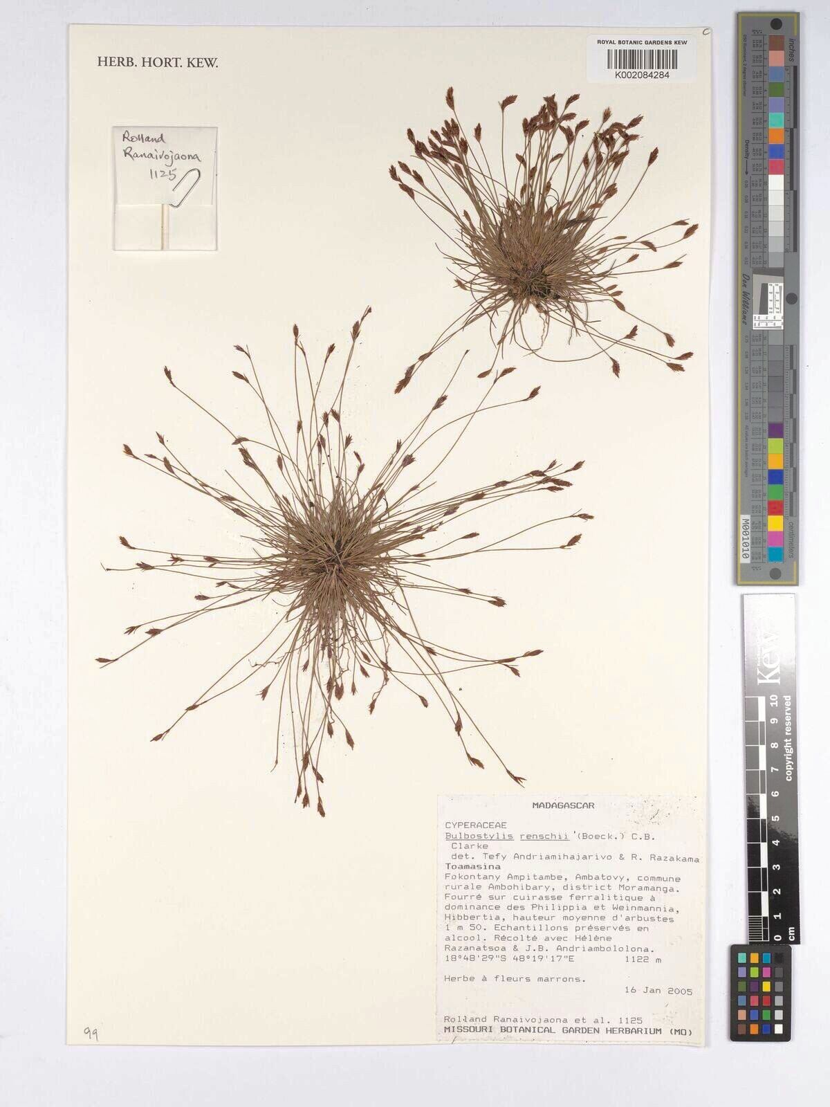 Bulbostylis renschii — houseplant care guide