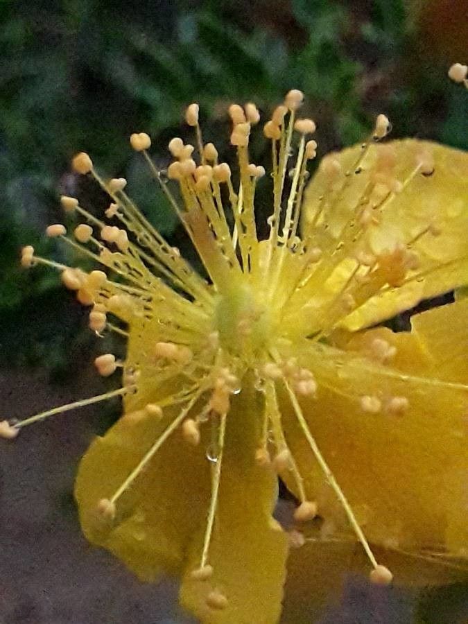 Hypericum balearicum flower