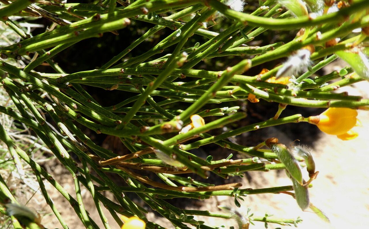 Cytisus balansae — search result for 'Cytisus'