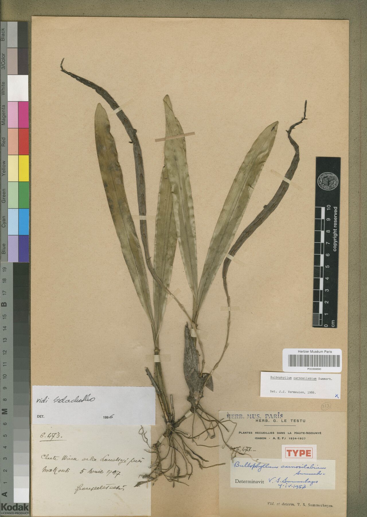 Bulbophyllum carnosilabium — houseplant care guide