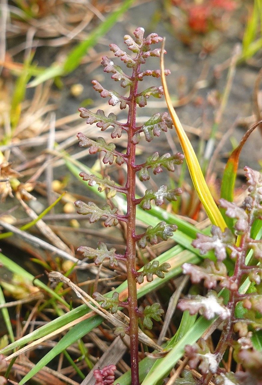 Pedicularis sylvatica leaf
