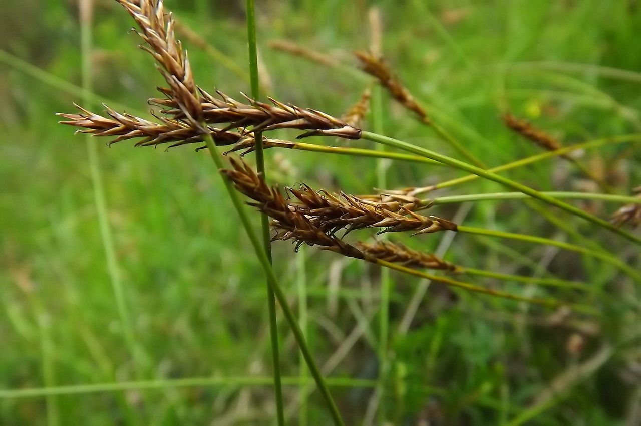 Carex davalliana leaf