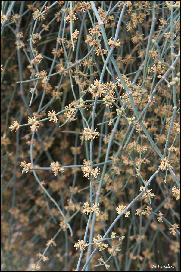 Ephedra foeminea flower