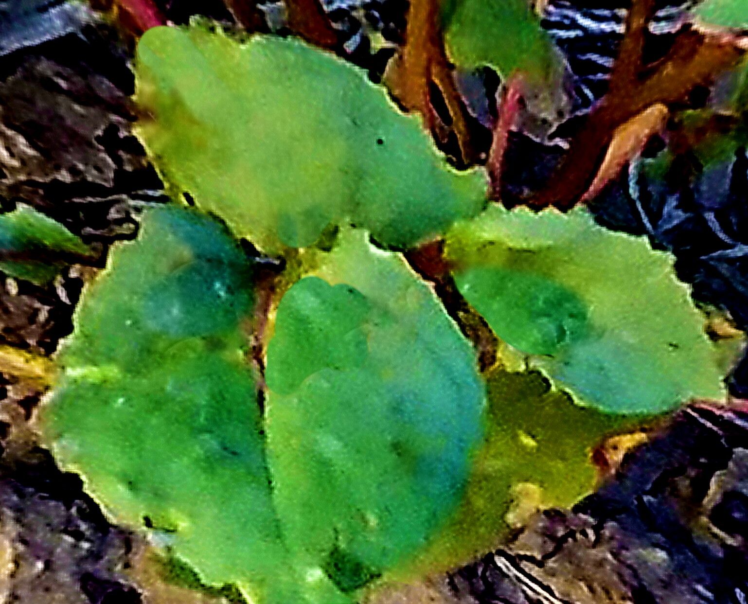 Chylismia scapoidea — related species from the same genus