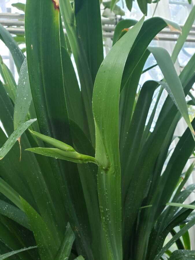 Trimezia coerulea leaf