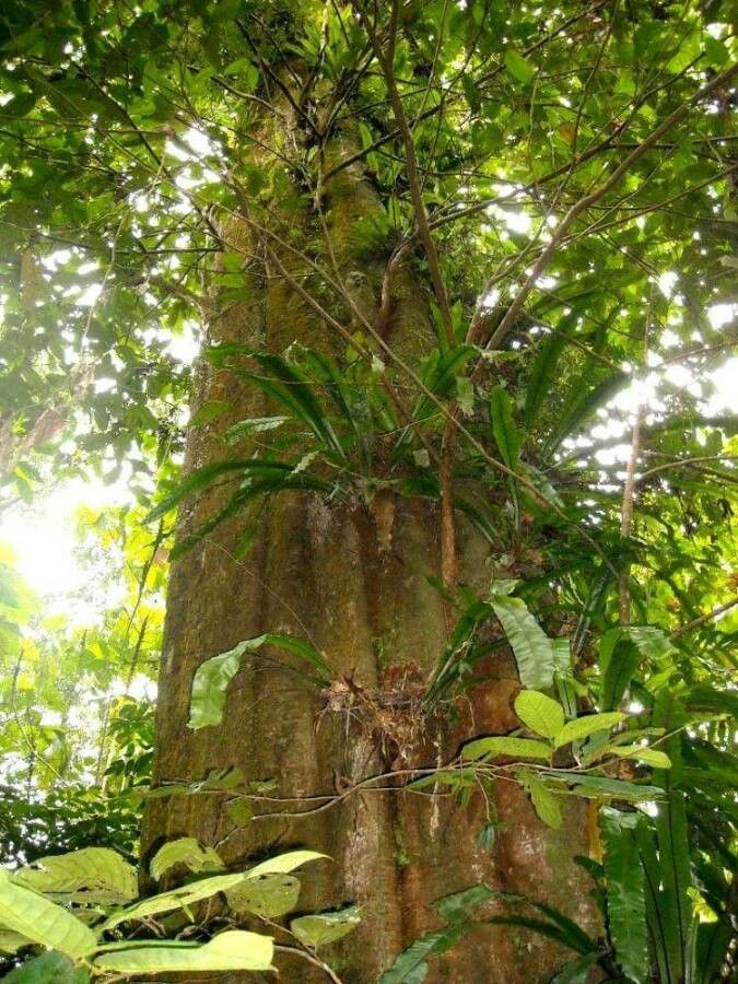 Eusideroxylon zwageri bark