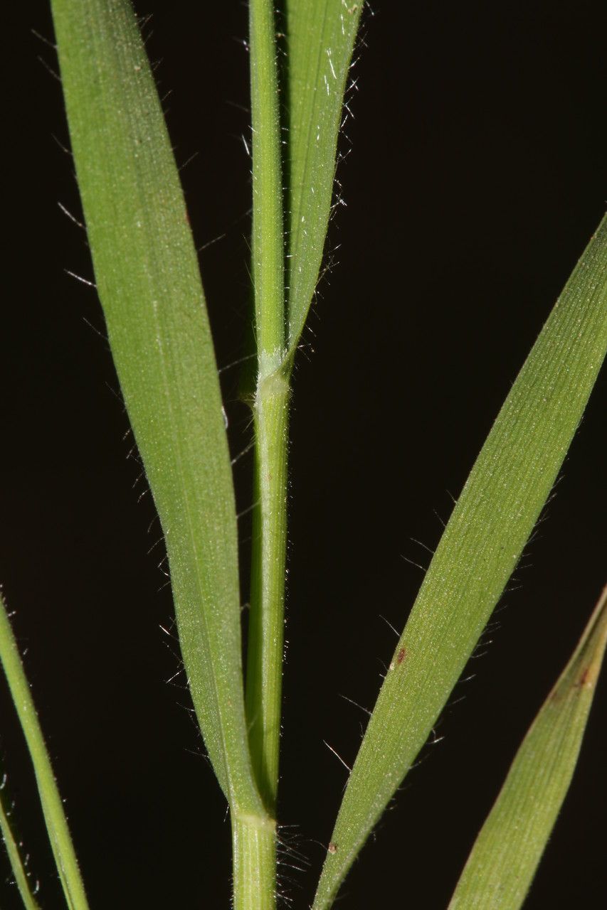 Trachynia distachya leaf