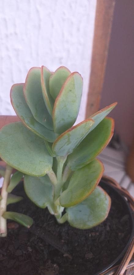 Kalanchoe marnieriana habit