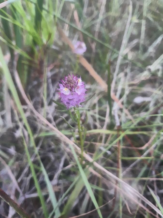 Polygala cruciata — search result for 'Polygala'