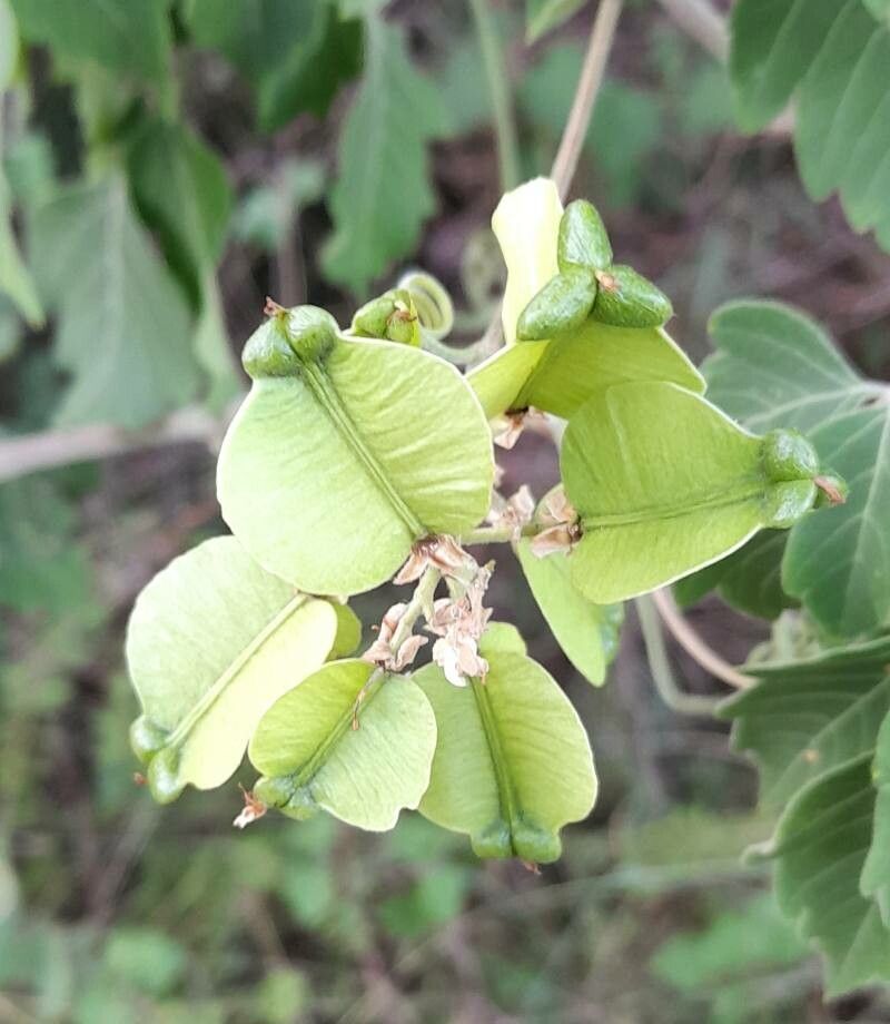 Serjania glabrata fruit