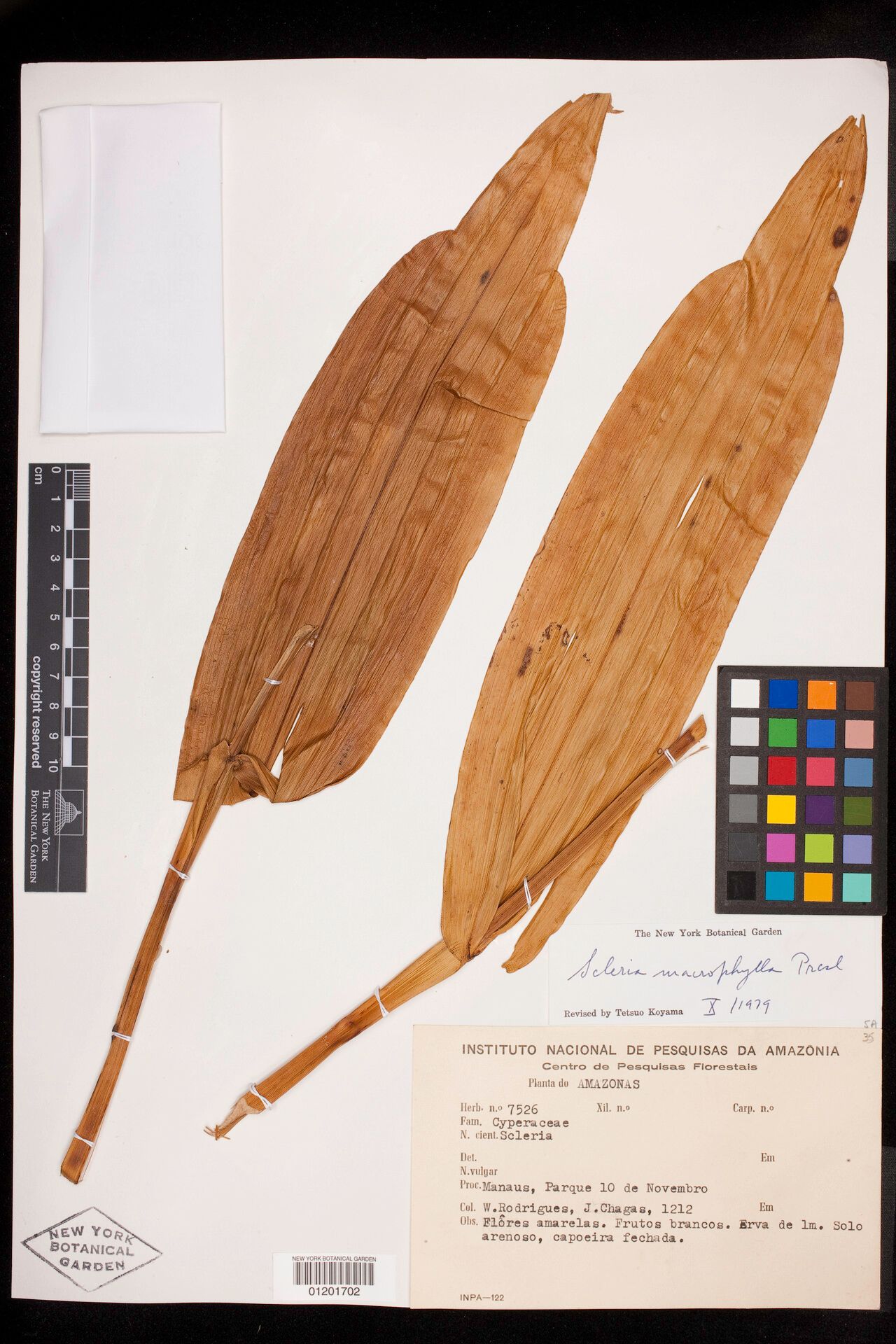 Scleria sprucei habit