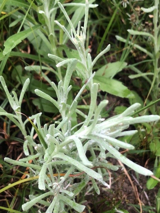 Laphangium luteoalbum — repeat bloomer houseplant