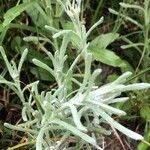 Laphangium luteoalbum