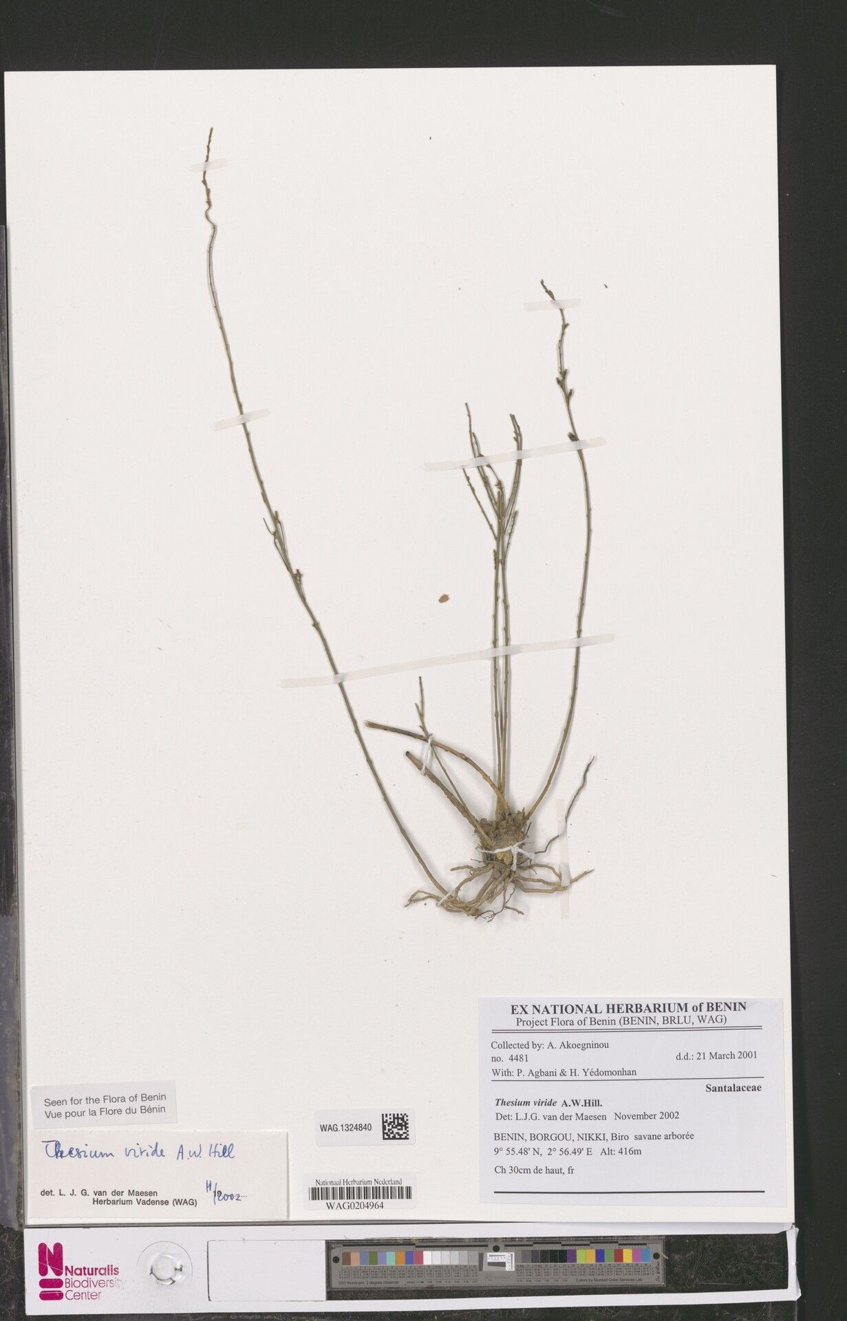 Thesium viride — houseplant care guide