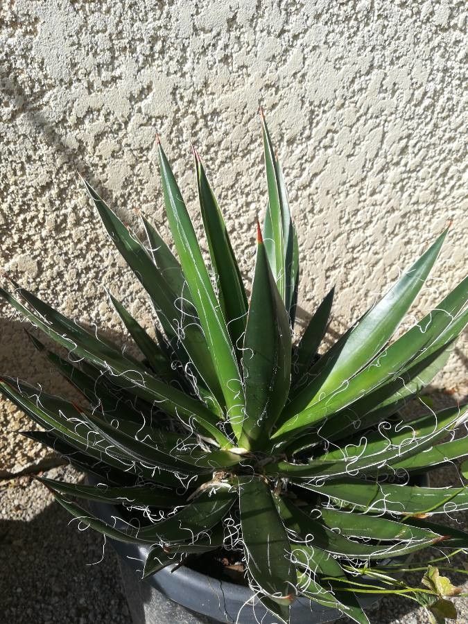 Agave filifera — search result for 'Agave'