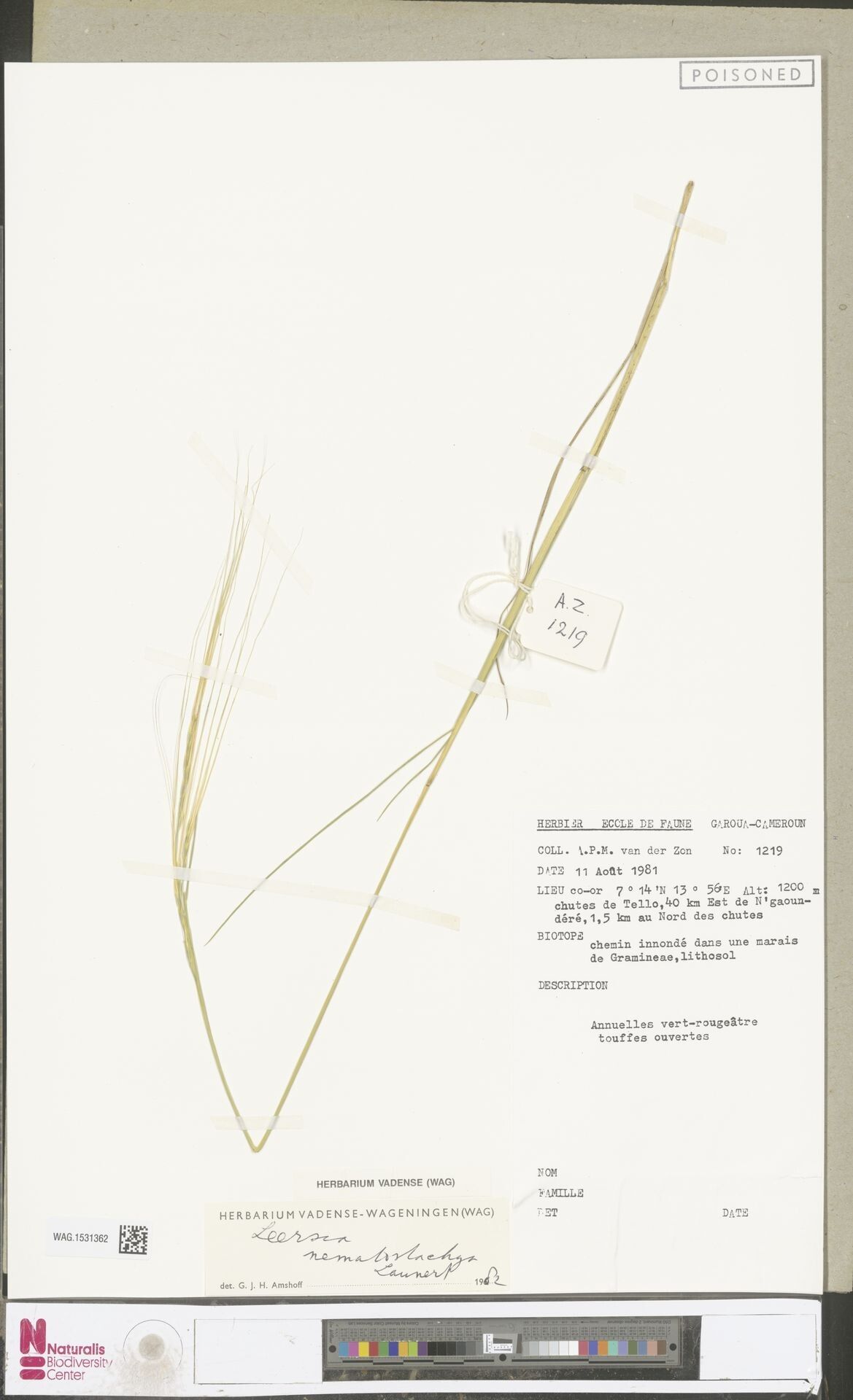 Leersia nematostachya — search result for 'Leersia'