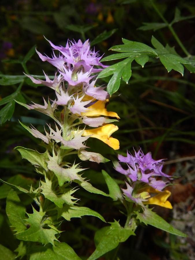 Melampyrum catalaunicum flower