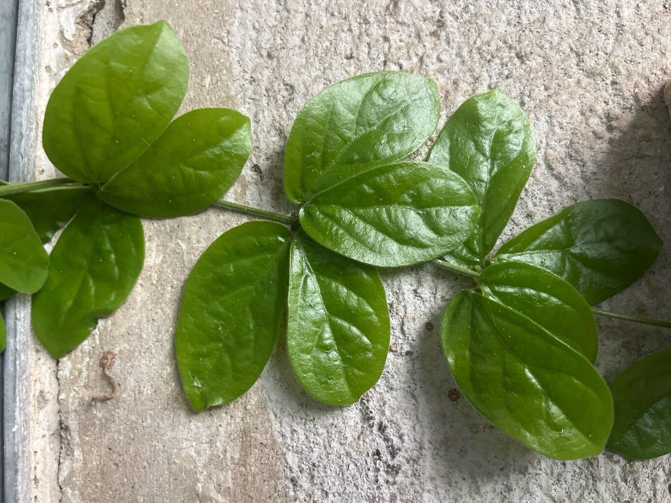 Amphilophium bauhinioides — related species from the same genus