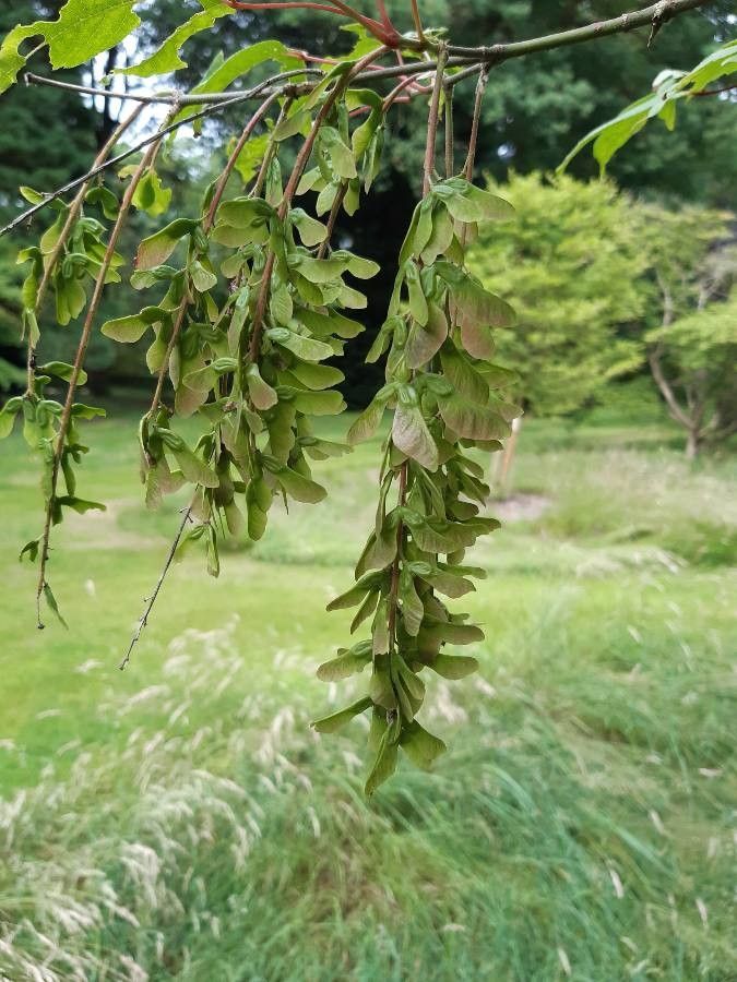 Acer cissifolium fruit