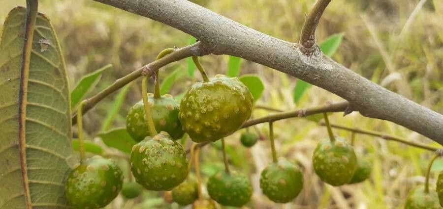 Brosimum gaudichaudii fruit