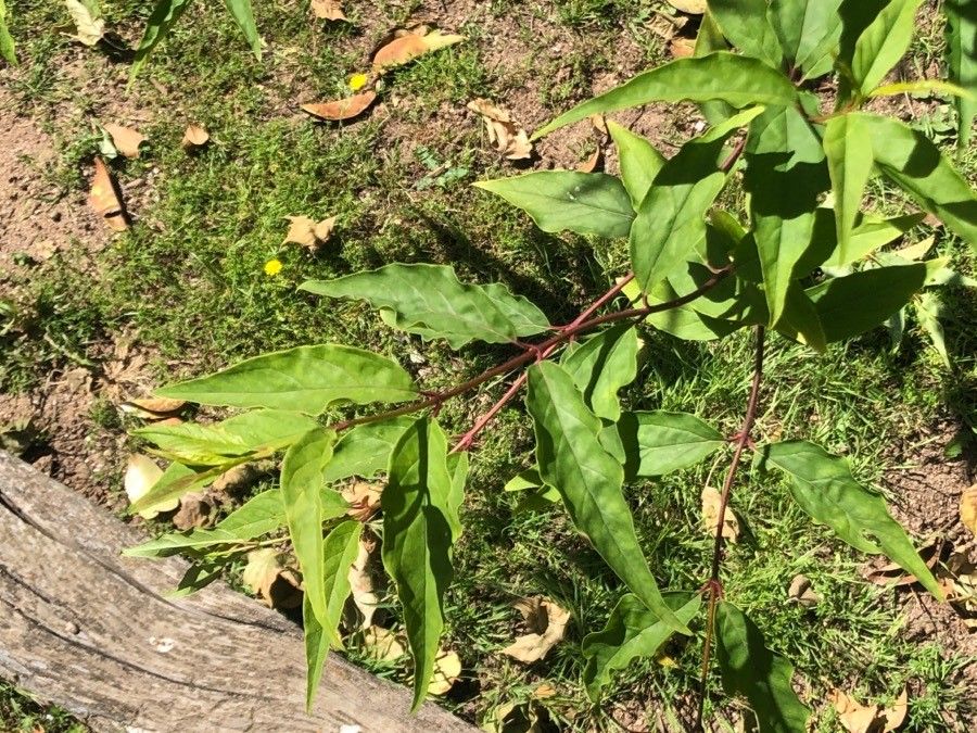 Forsythia ovata leaf