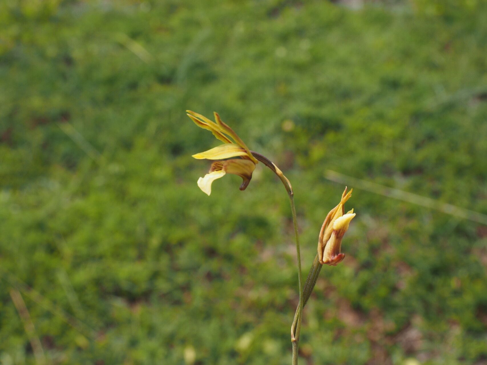 Eulophia rolfeana flower