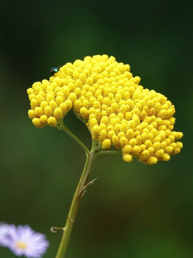 Achillea ageratum flower