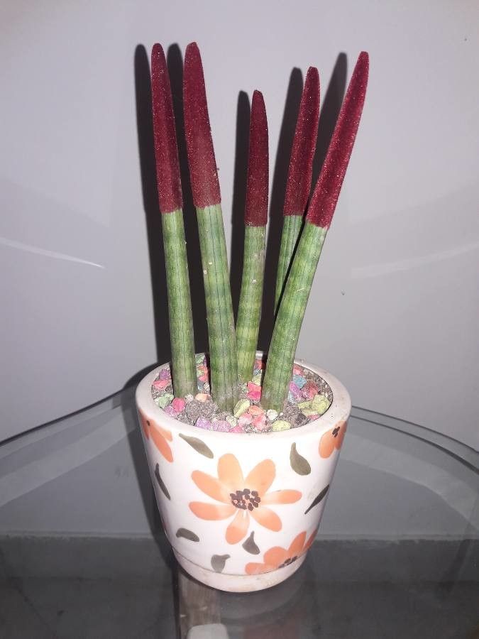 Eleocharis elegans bark