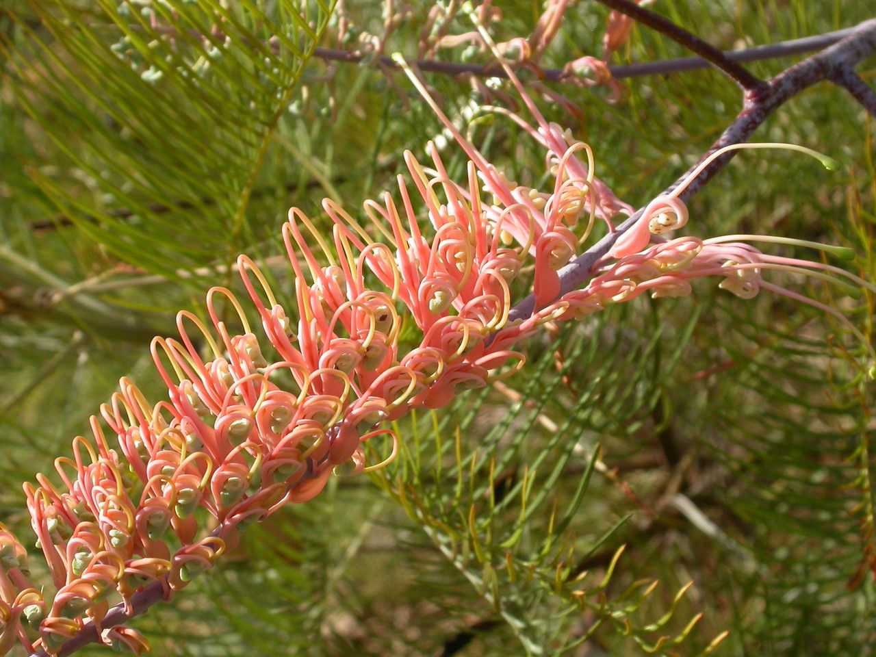Grevillea formosa flower