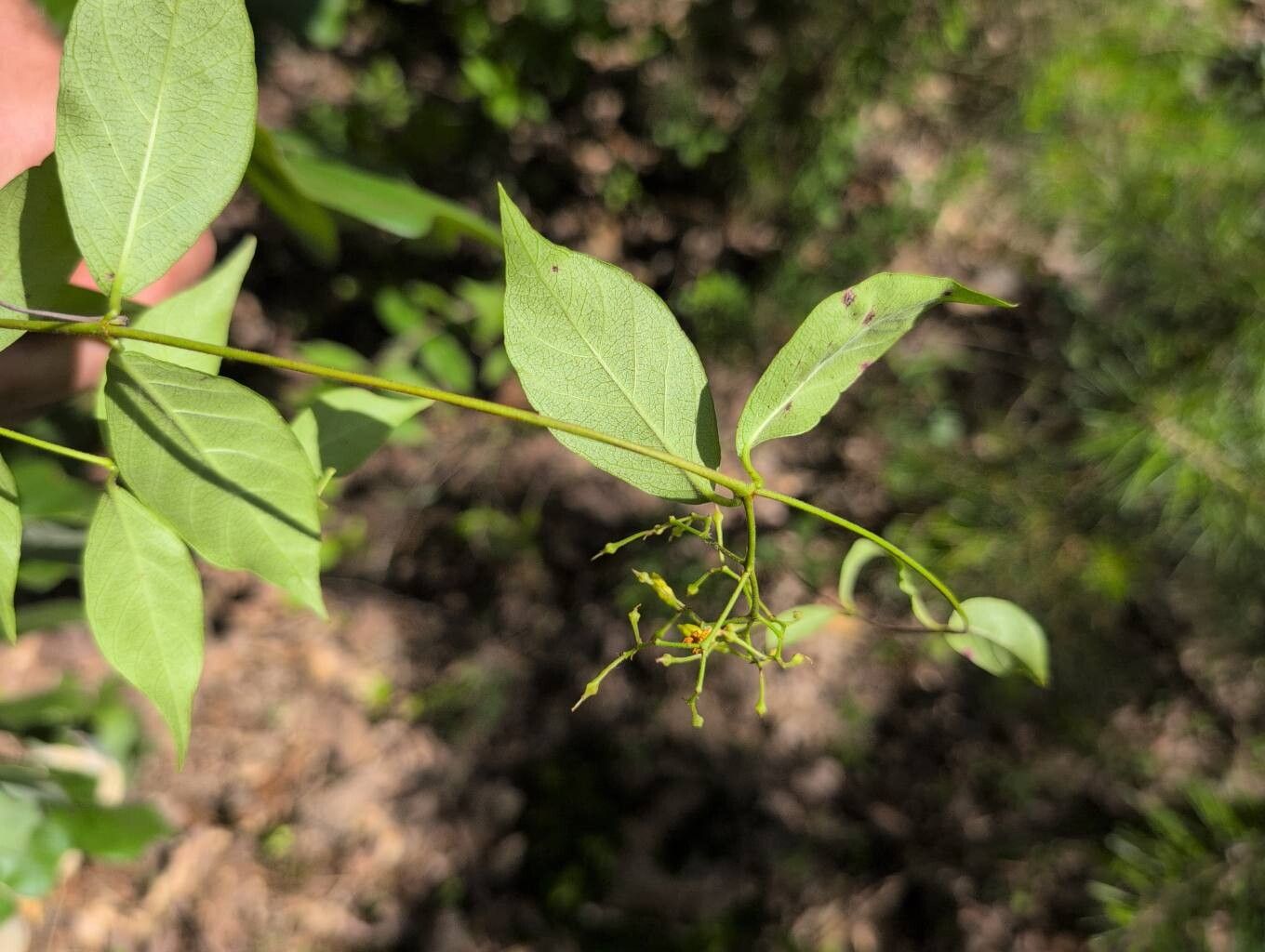Thyrsanthella difformis other