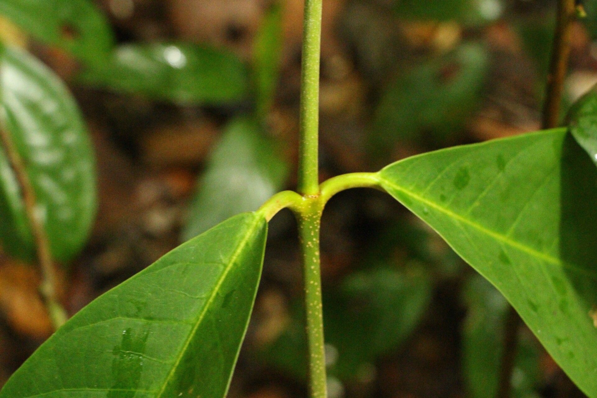 Landolphia landolphioides bark