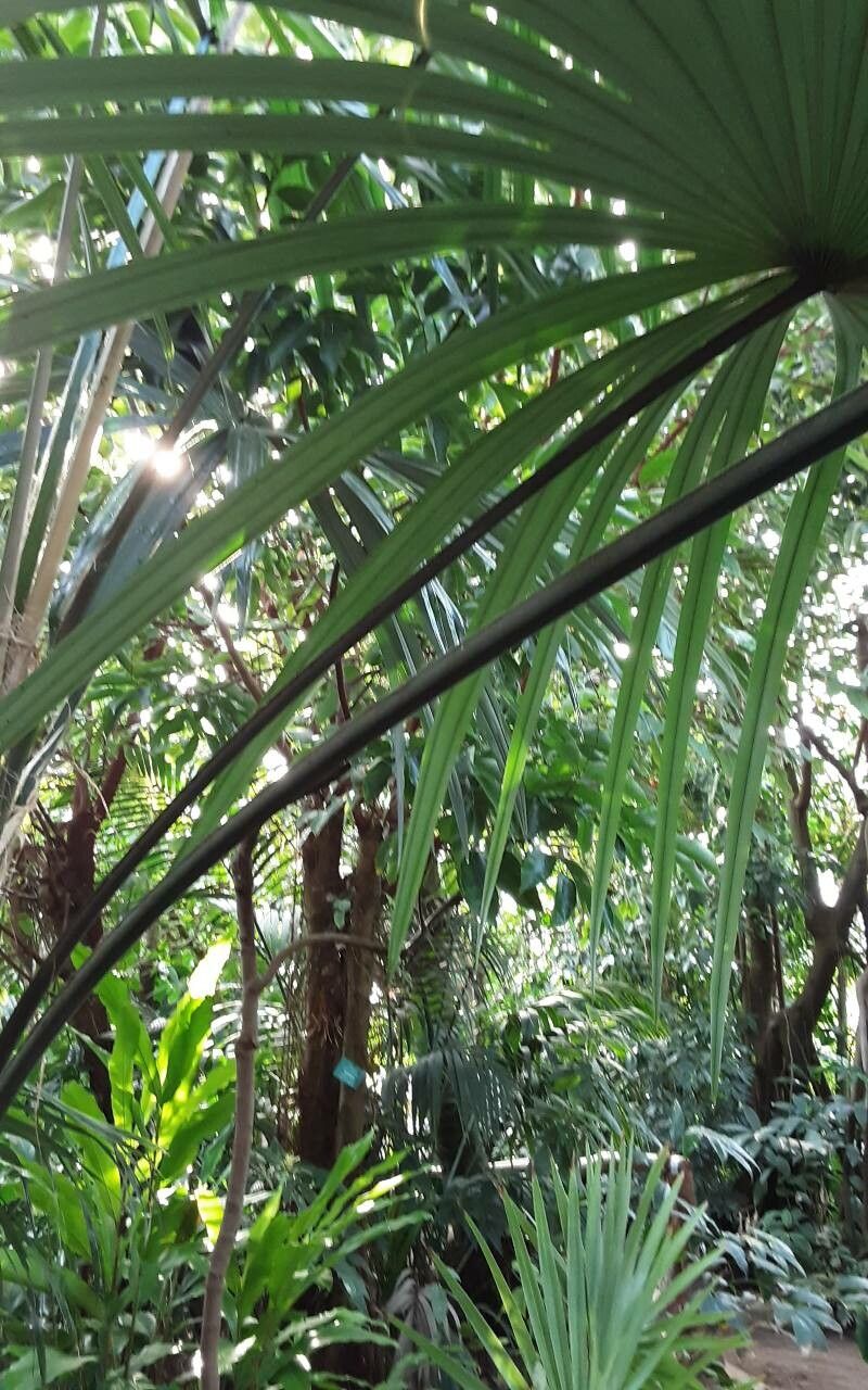 Pandanus purpurascens leaf