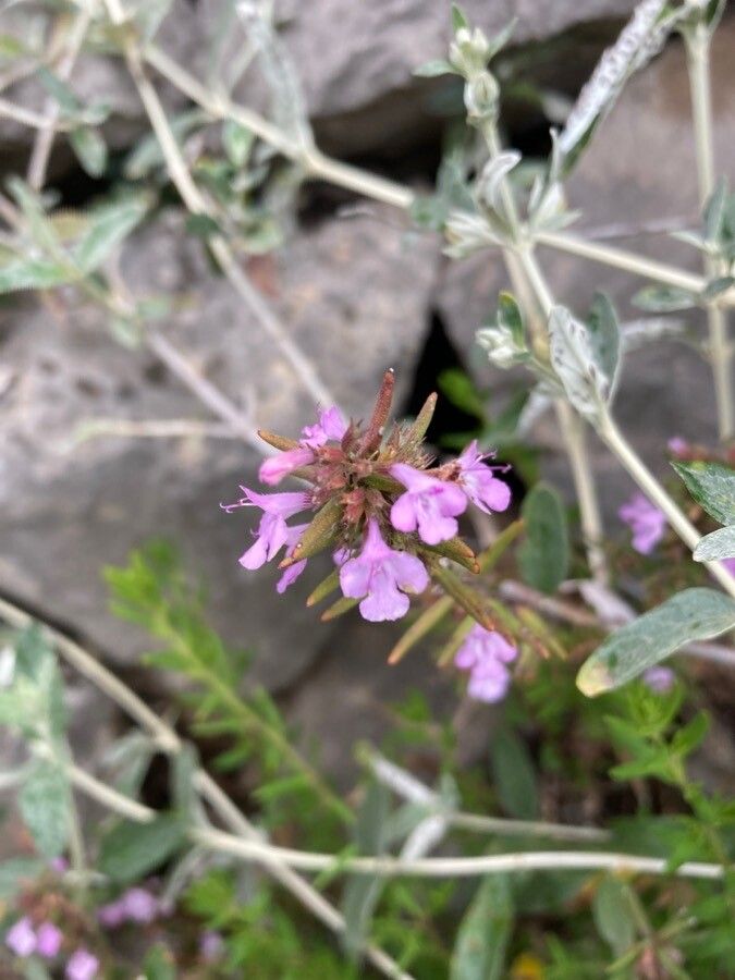 Thymbra capitata flower