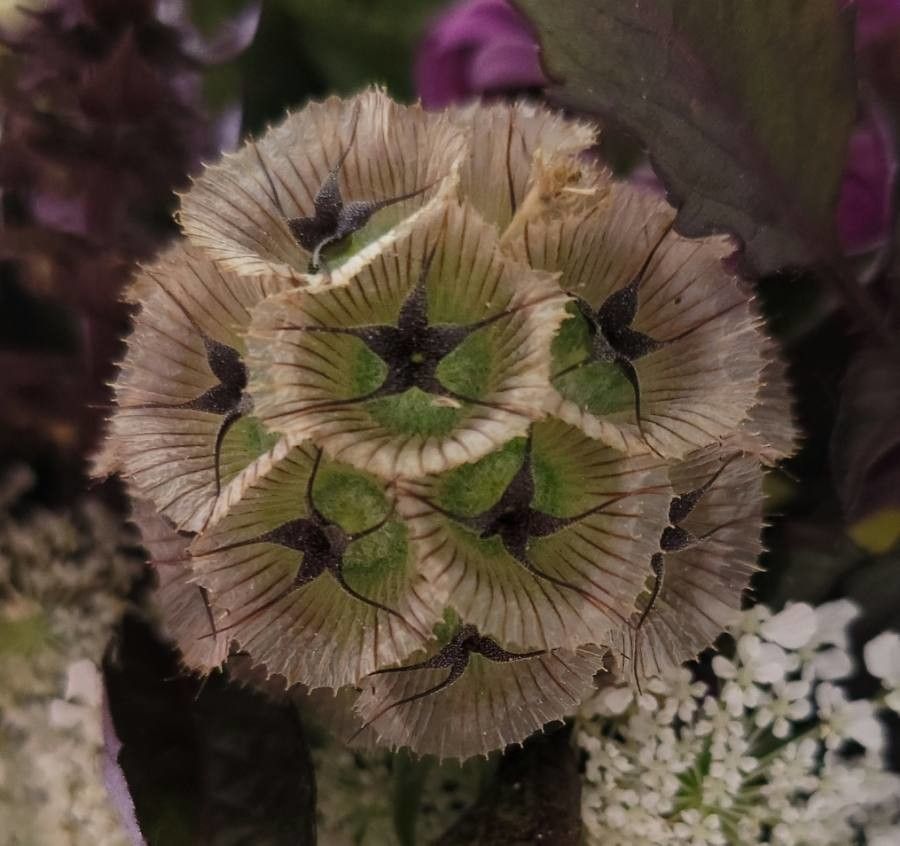 Scabiosa stellata leaf