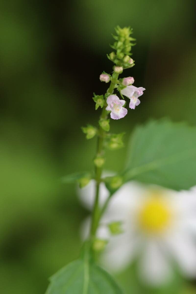 Mosla dianthera — search result for 'Dianthera'