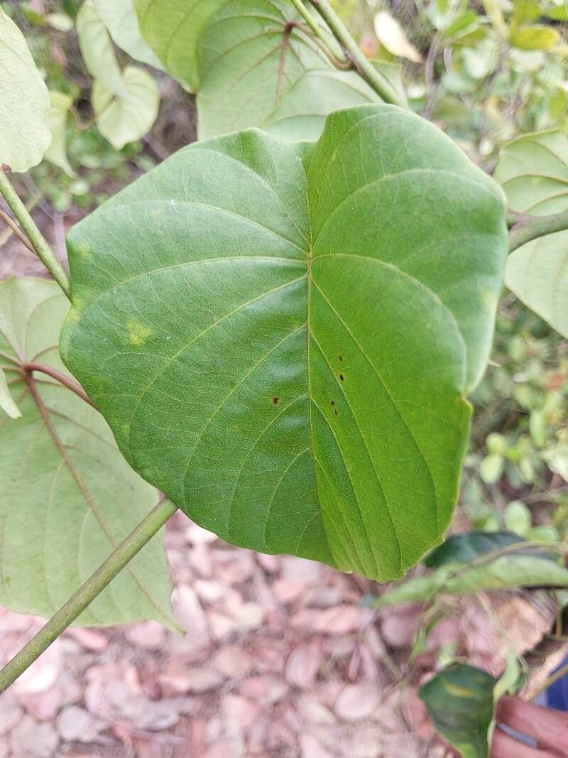 Decalobanthus peltatus leaf