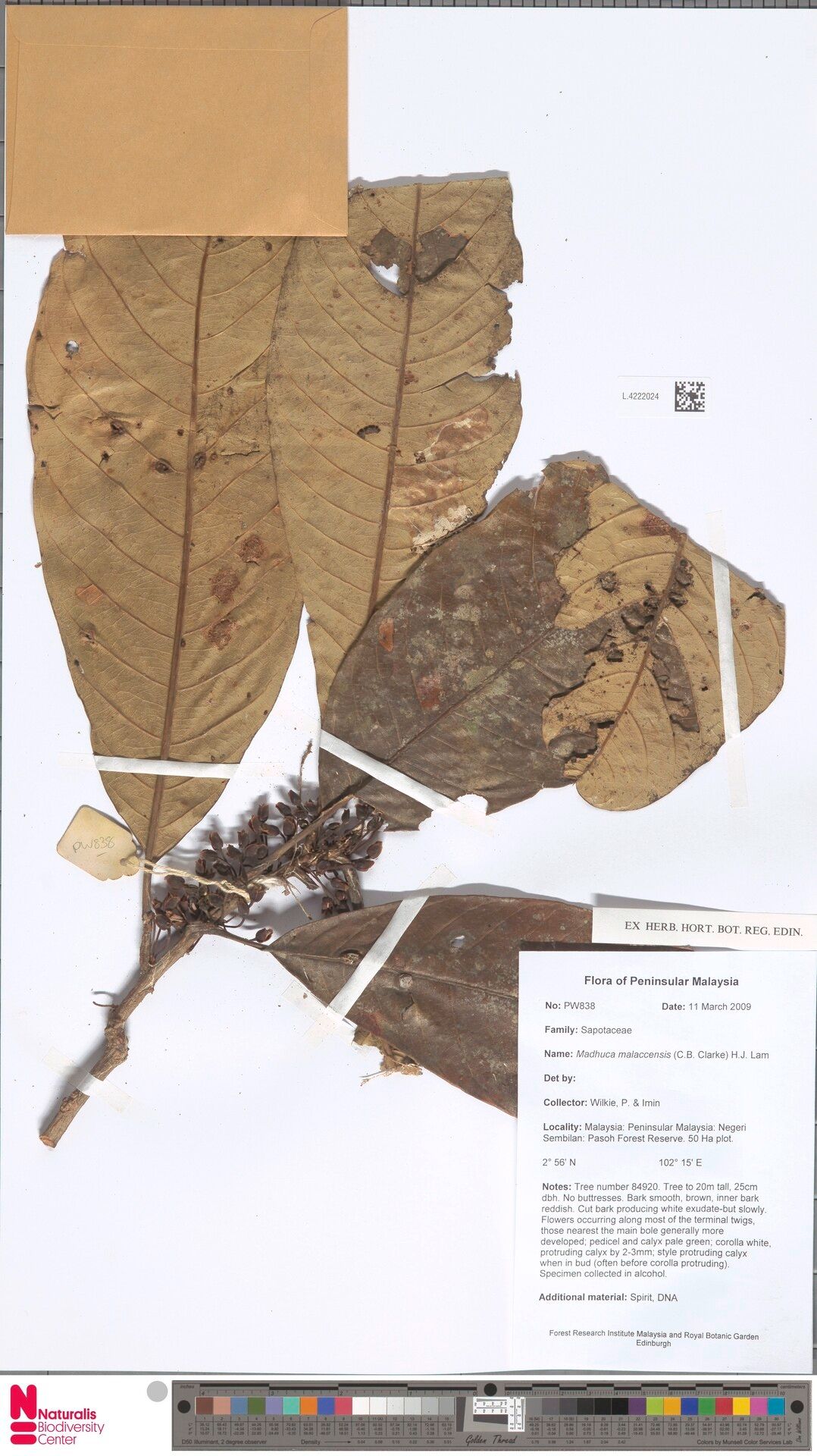 Madhuca malaccensis — houseplant care guide